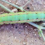 Yeperenye Caterpillar (Hyles livornicoides)