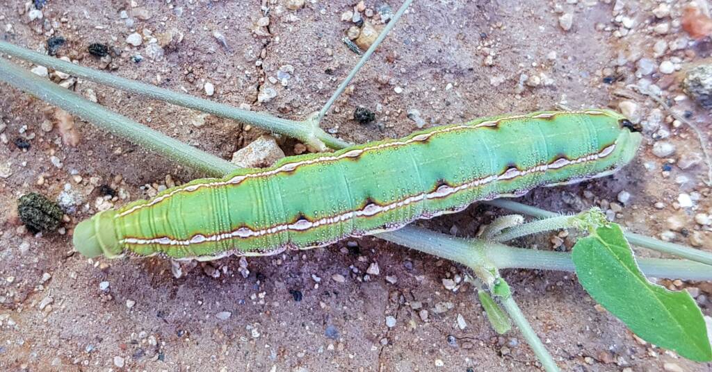 Yeperenye Caterpillar (Hyles livornicoides)
