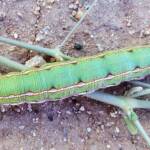 Yeperenye Caterpillar (Hyles livornicoides)