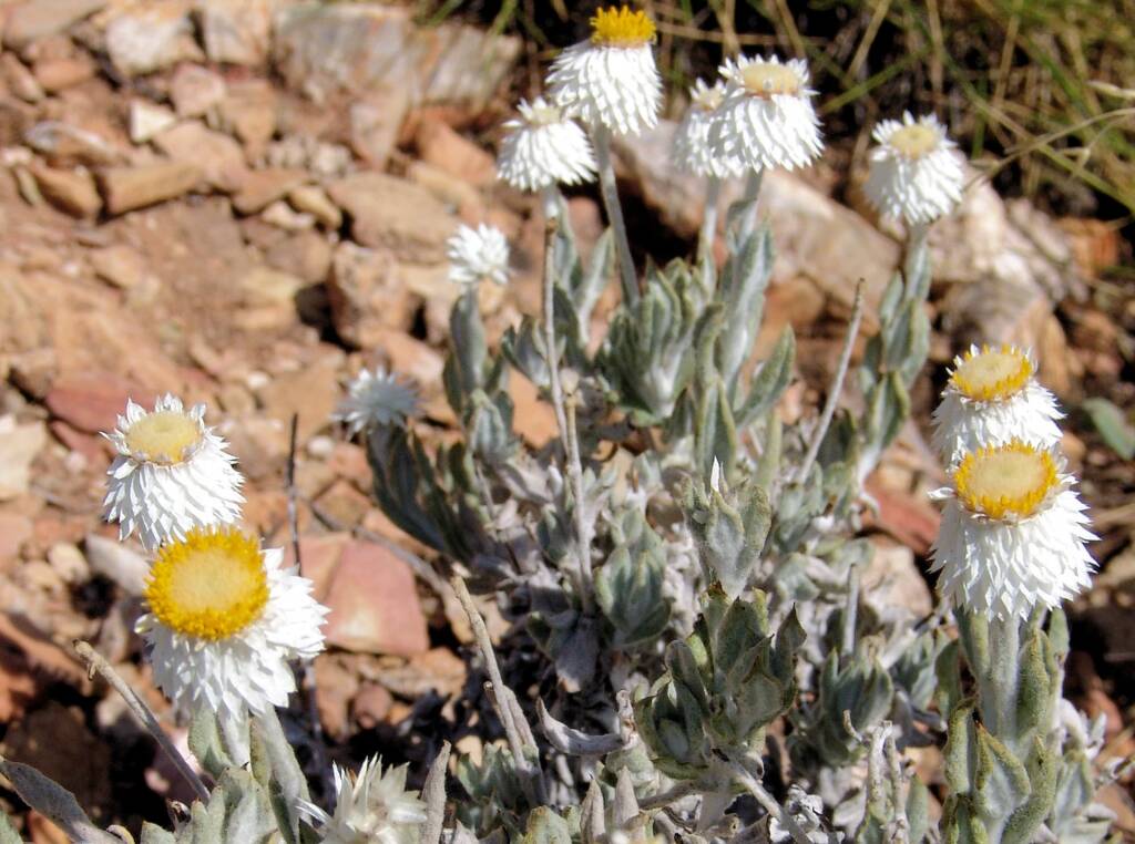 Anemocarpa saxatilis, Ormiston Gorge, NT