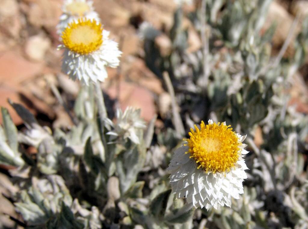 Anemocarpa saxatilis, Ormiston Gorge, NT