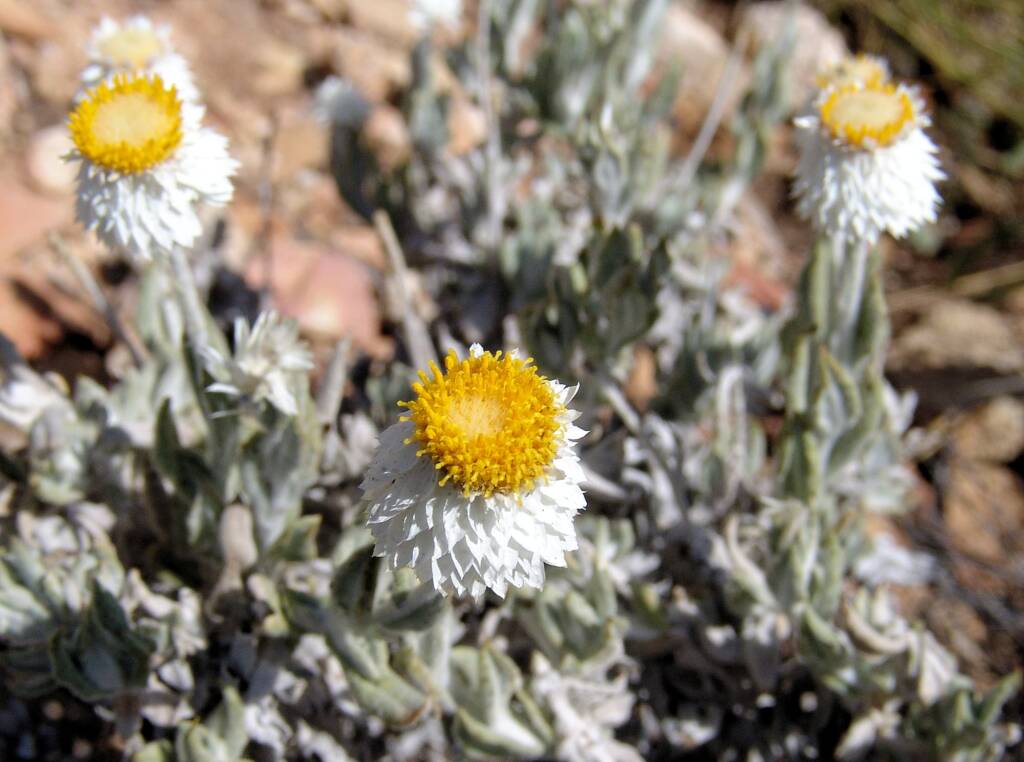 Anemocarpa saxatilis, Ormiston Gorge, NT