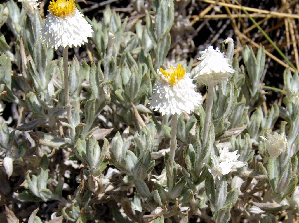 Anemocarpa saxatilis, Ormiston Gorge, NT
