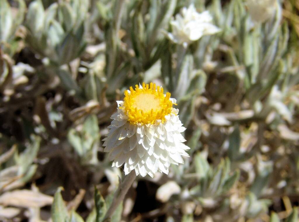 Anemocarpa saxatilis, Ormiston Gorge, NT