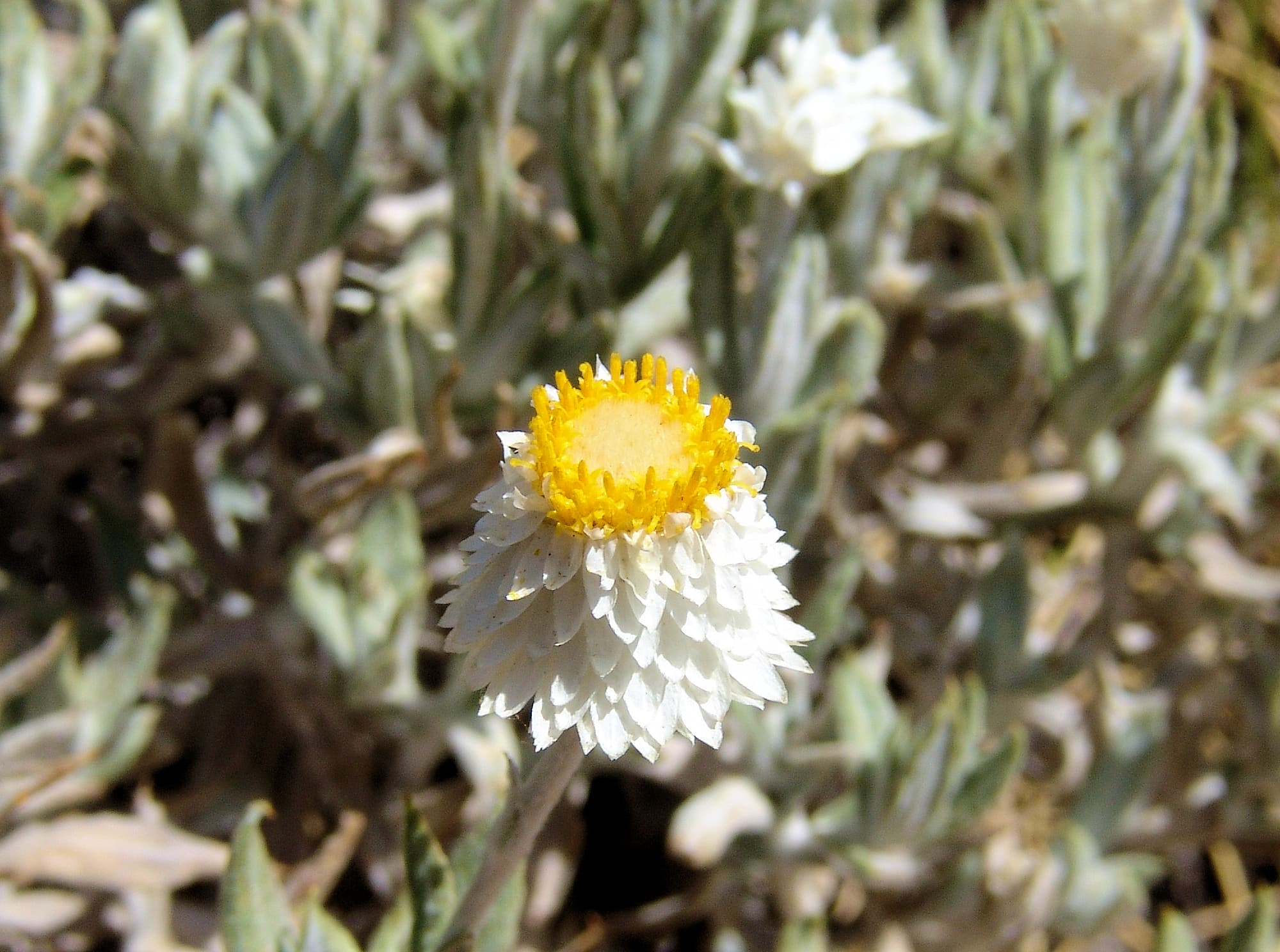 Anemocarpa saxatilis, Ormiston Gorge, NT