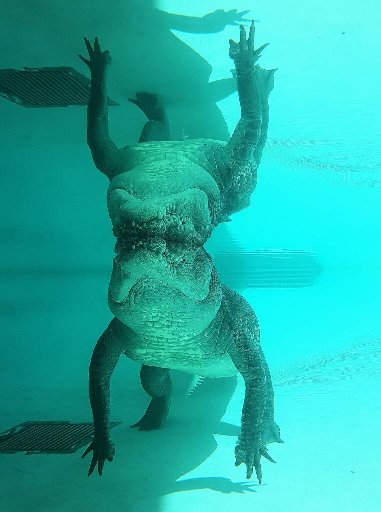 Australian Saltwater Crocodile (Crocodylus porosus), Alice Springs Reptile Centre