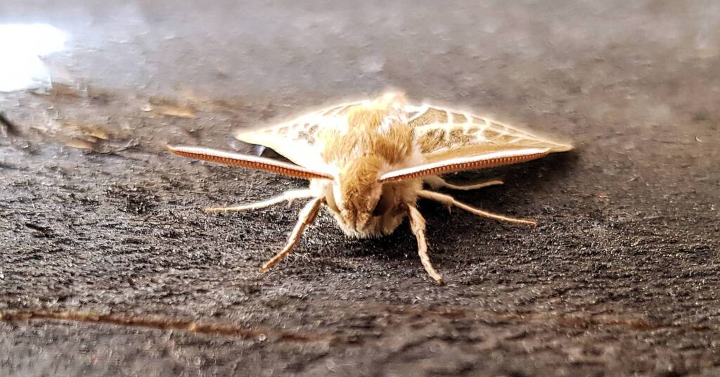 Australian Striped Hawk Moth (Hyles livornicoides)