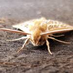 Australian Striped Hawk Moth (Hyles livornicoides)