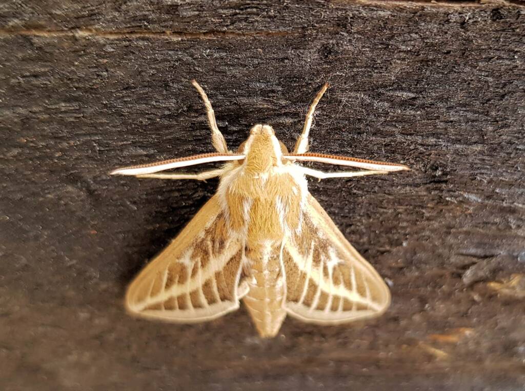 Australian Striped Hawk Moth (Hyles livornicoides)