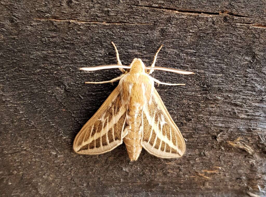 Australian Striped Hawk Moth (Hyles livornicoides)