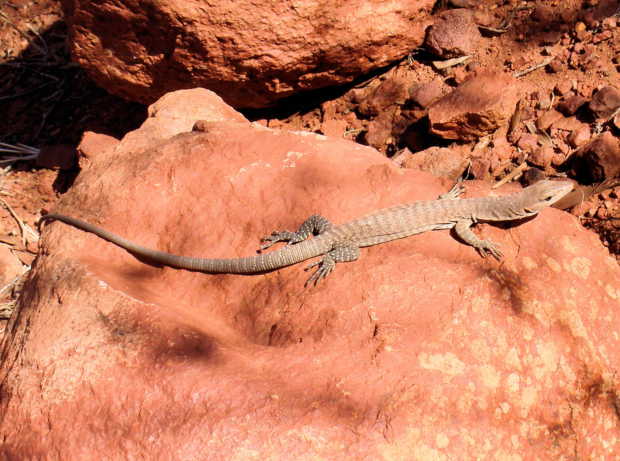 Freckled Goanna (Varanus tristis orientalis), Uluru