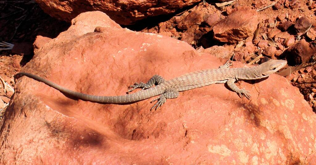Black Headed Goanna (Varanus tristis), Uluru