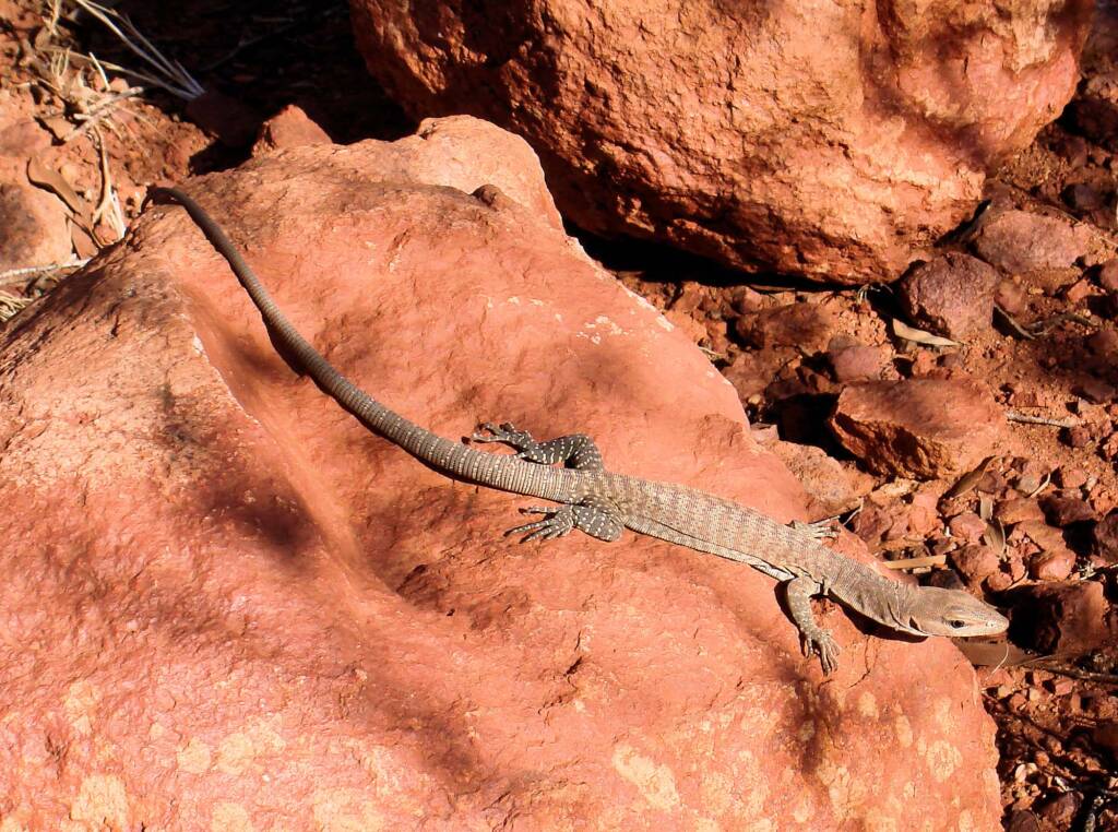 Black Headed Goanna (Varanus tristis), Uluru