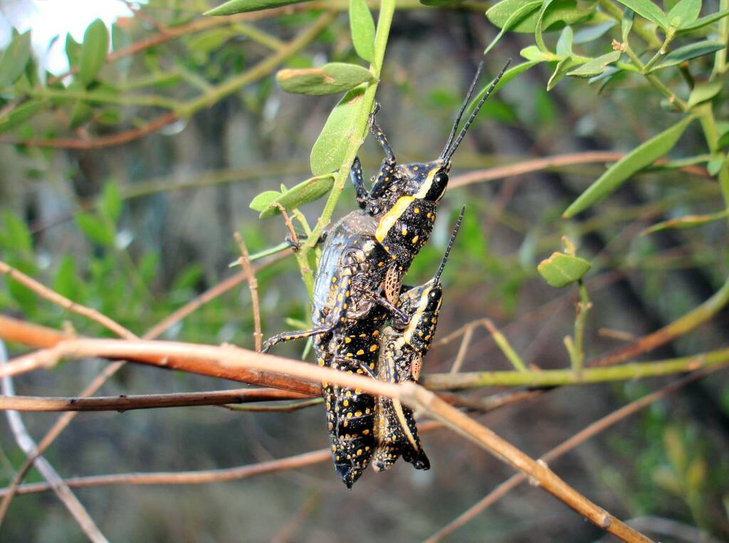 Blistered Pyrgomorph (Monistria pustulifera), Kings Canyon