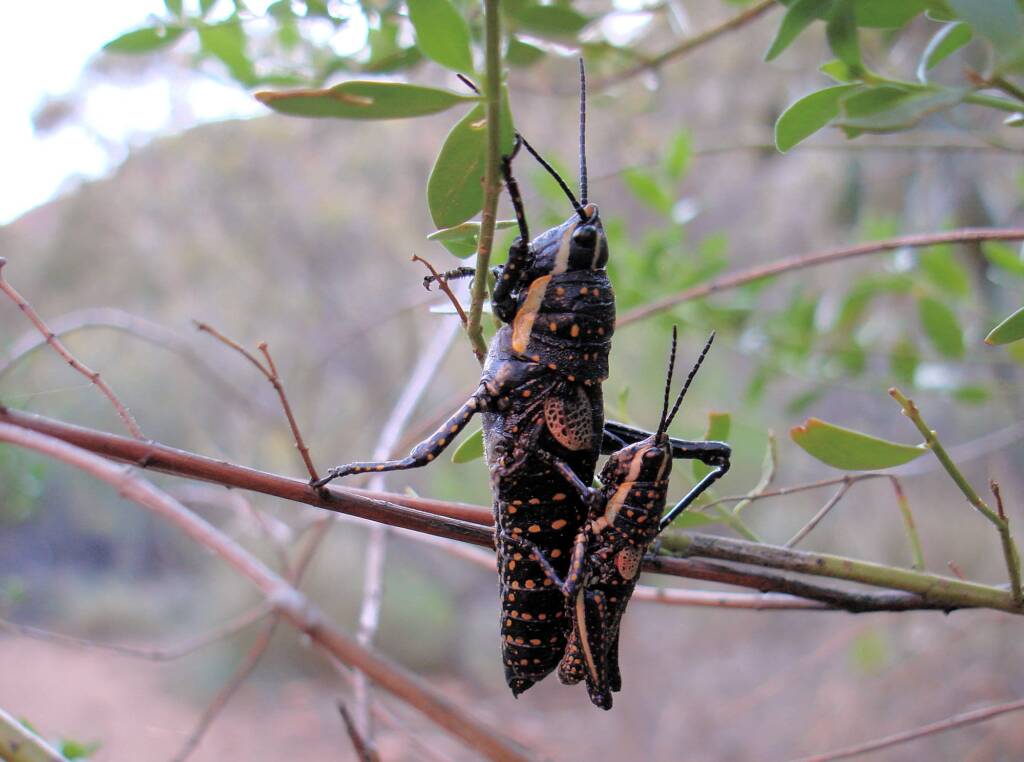 Blistered Pyrgomorph (Monistria pustulifera), Kings Canyon