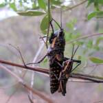 Blistered Pyrgomorph (Monistria pustulifera), Kings Canyon