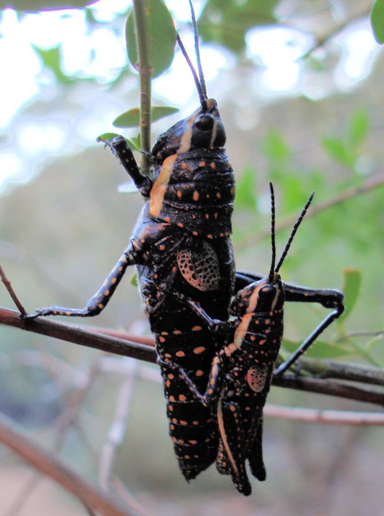 Blistered Pyrgomorph (Monistria pustulifera), Kings Canyon
