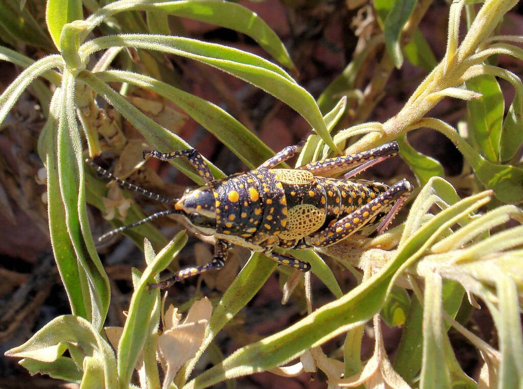 Blistered Pyrgomorph (Monistria pustulifera), Kings Canyon