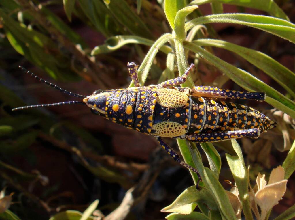 Blistered Pyrgomorph (Monistria pustulifera), Kings Canyon