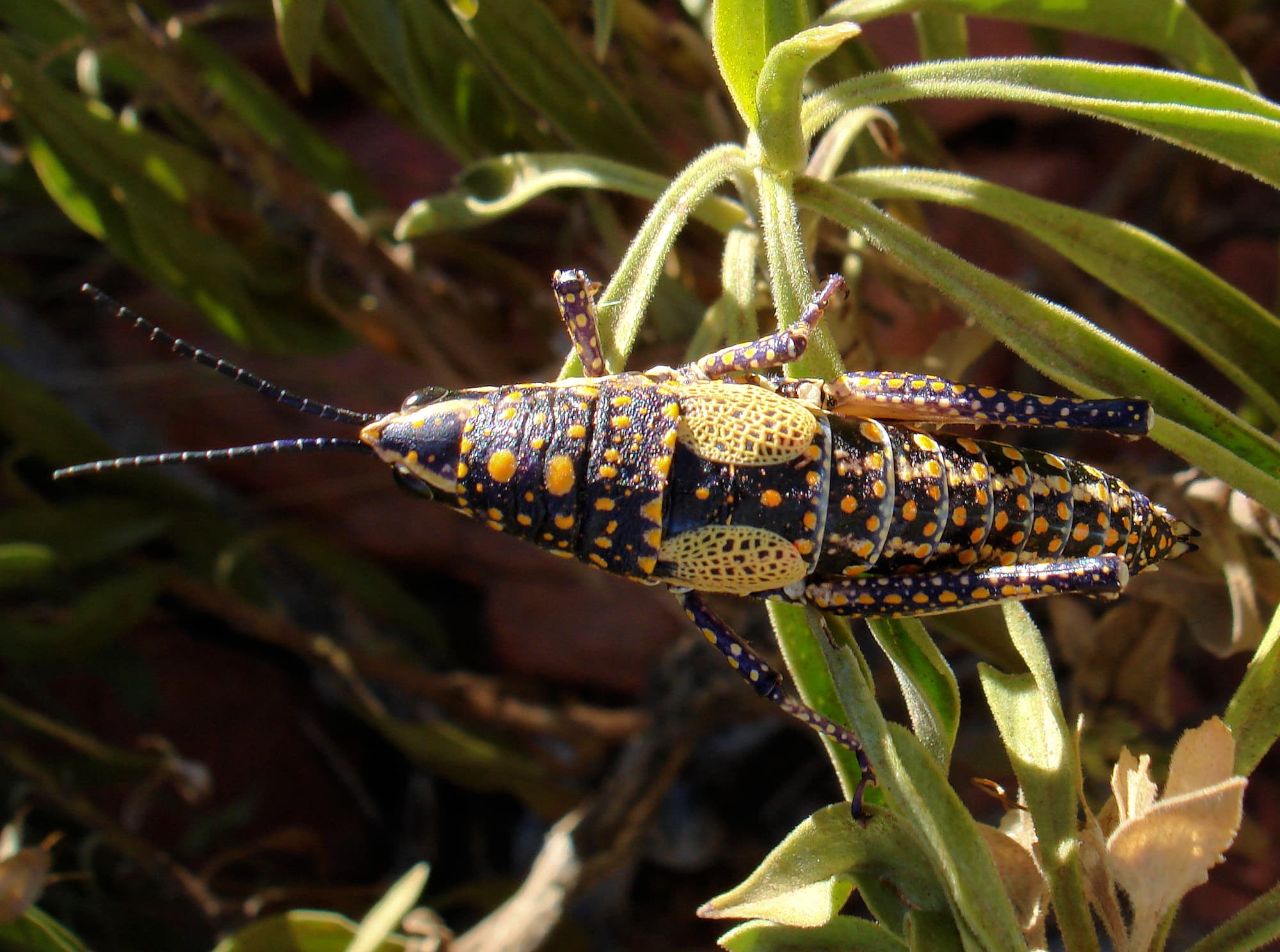 Blistered Pyrgomorph (Monistria pustulifera), Kings Canyon