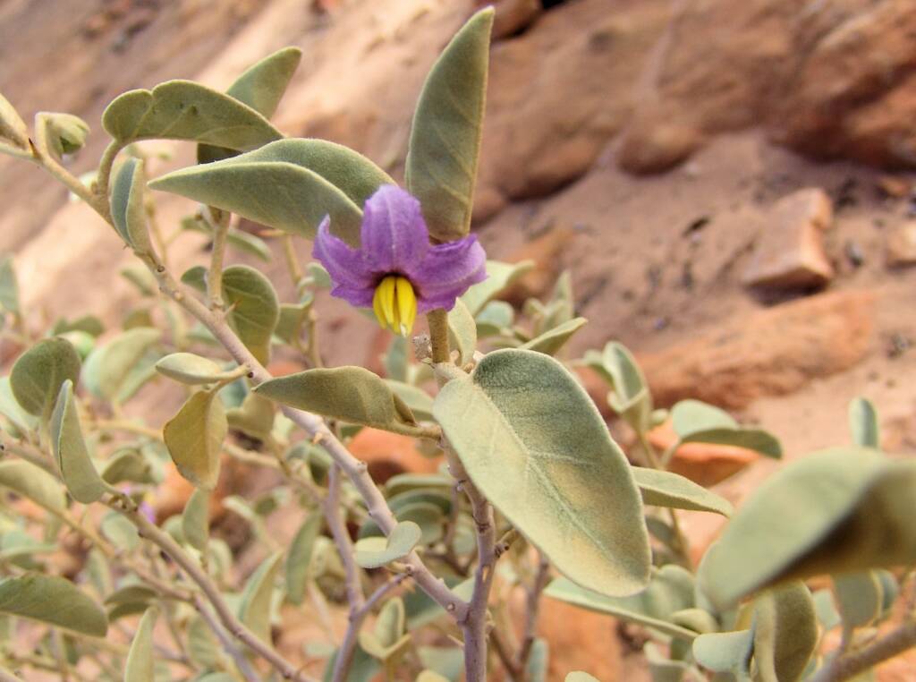 Bush Tomato (Solanum centrale), Kings Canyon