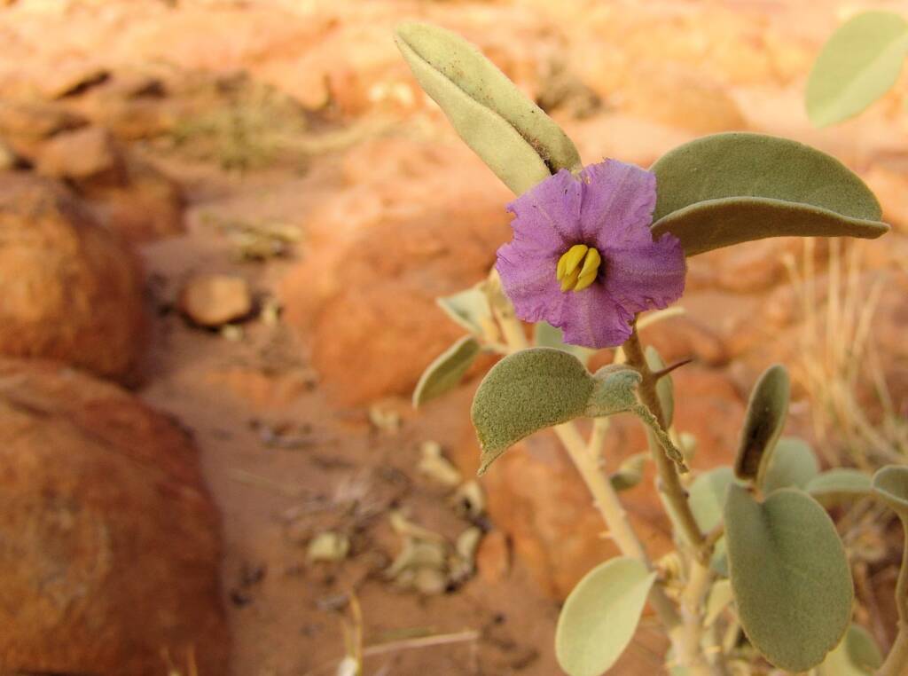 Bush Tomato (Solanum centrale), Kings Canyon