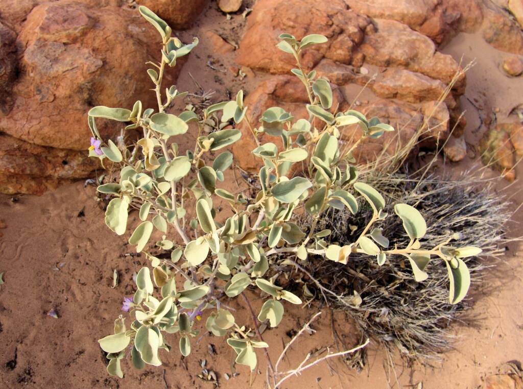 Bush Tomato (Solanum centrale), Kings Canyon