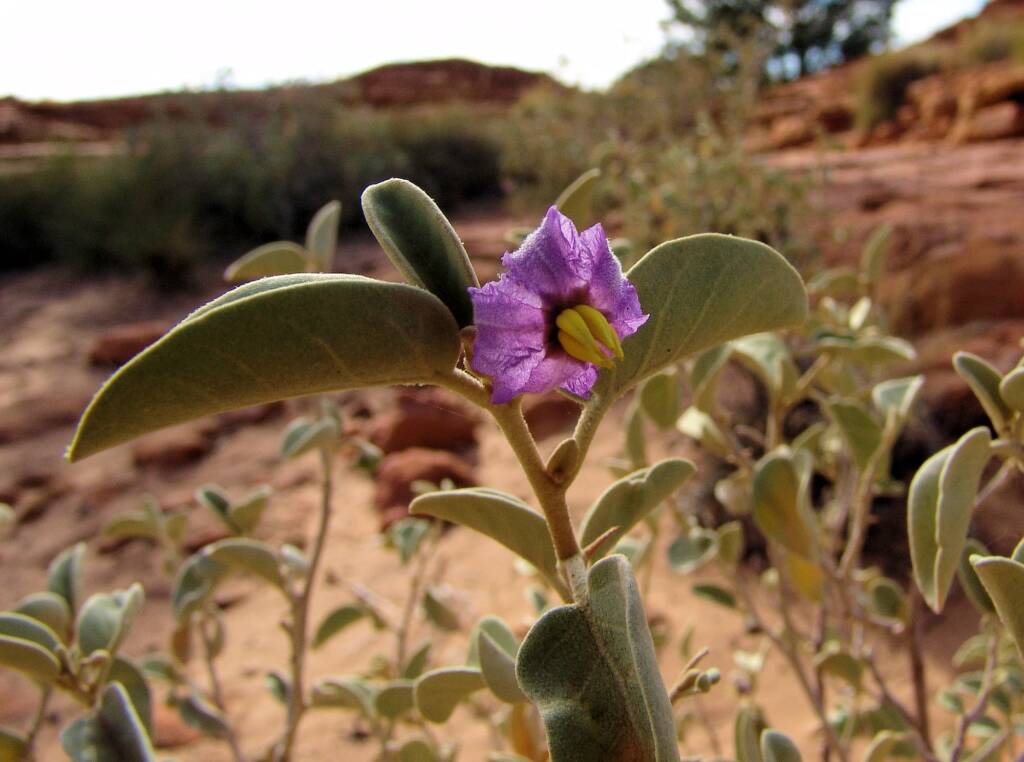 Bush Tomato (Solanum centrale), Kings Canyon