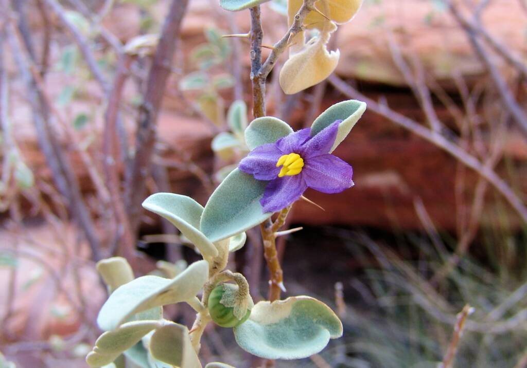 Bush Tomato (Solanum centrale), Kings Canyon
