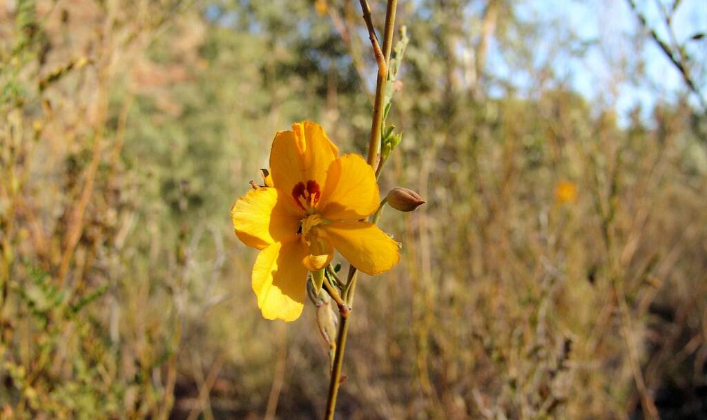 Butterfly Bush (Petalostylis cassioides), Kings Canyon