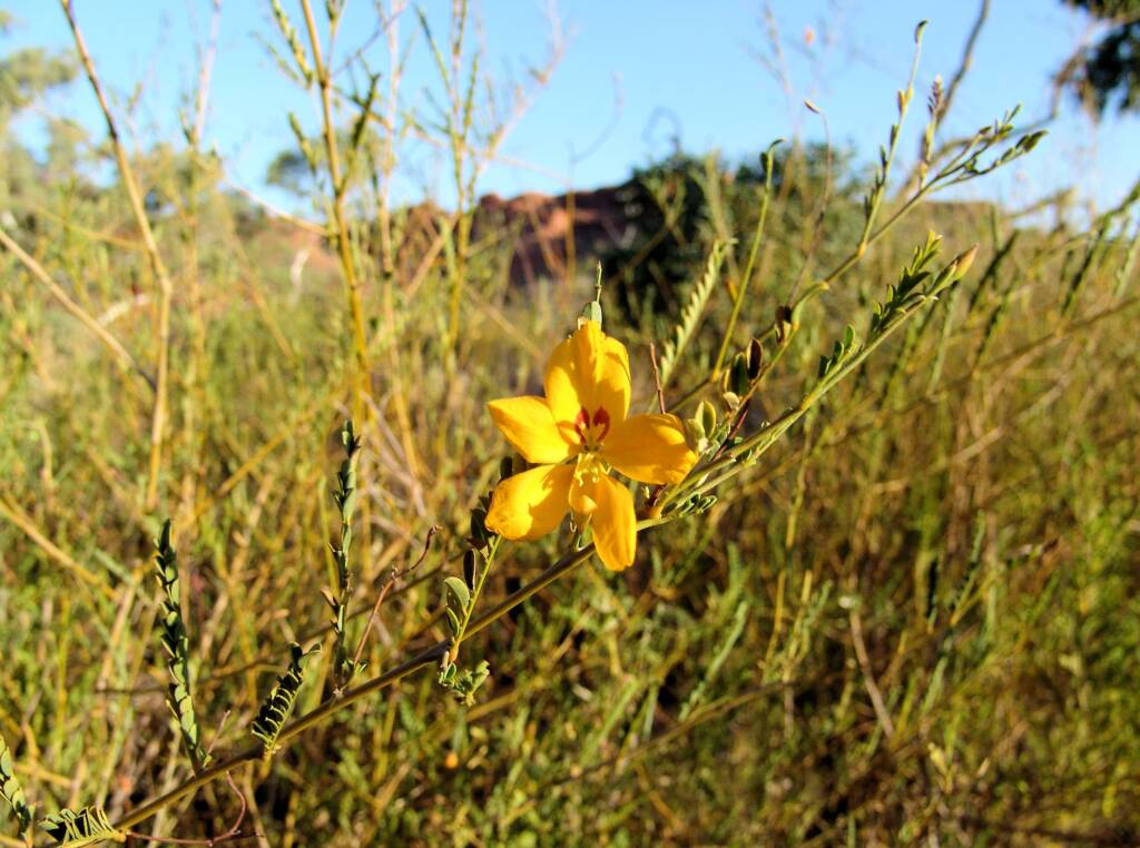 Butterfly Bush (Petalostylis cassioides), Kings Canyon