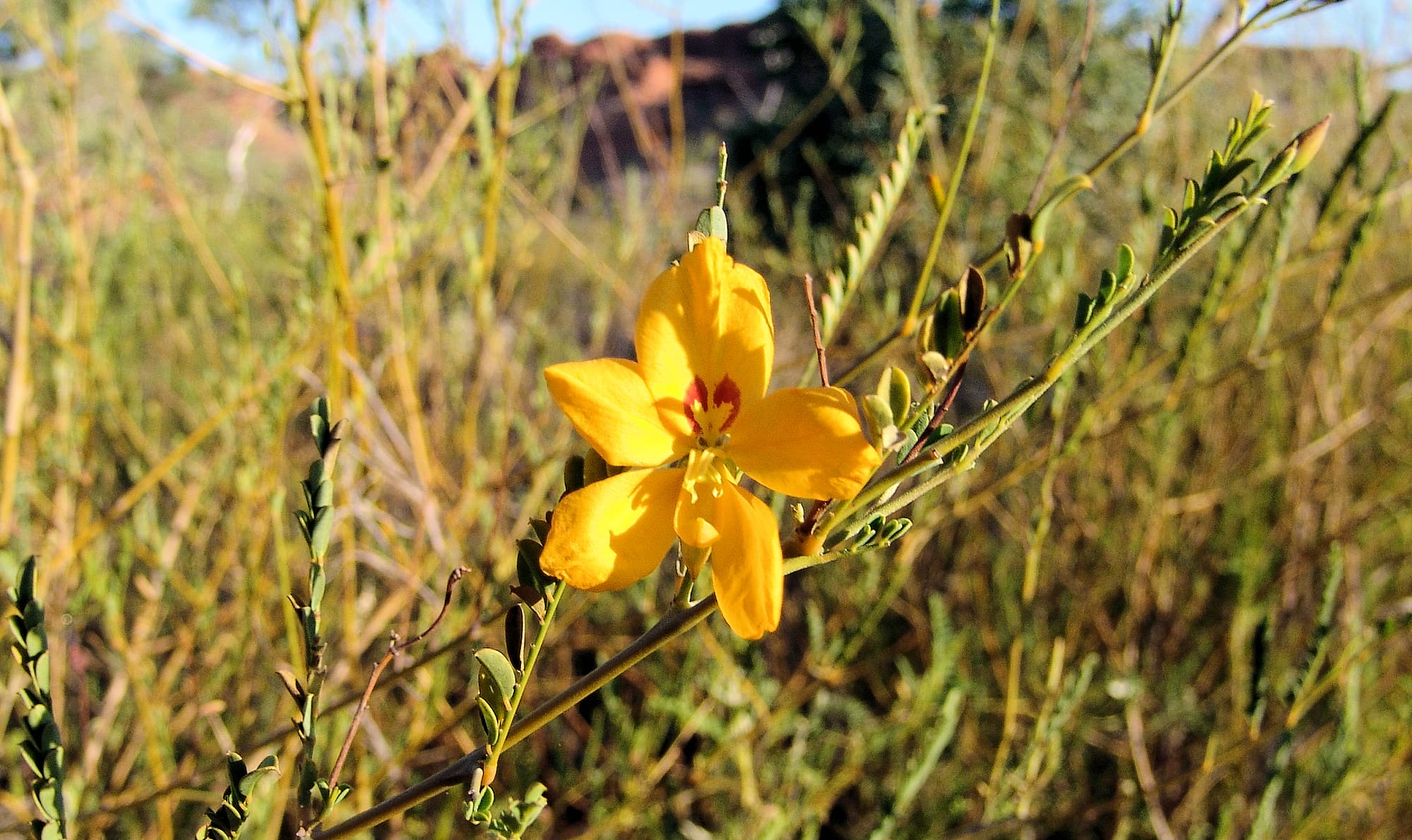Butterfly Bush (Petalostylis cassioides), Kings Canyon