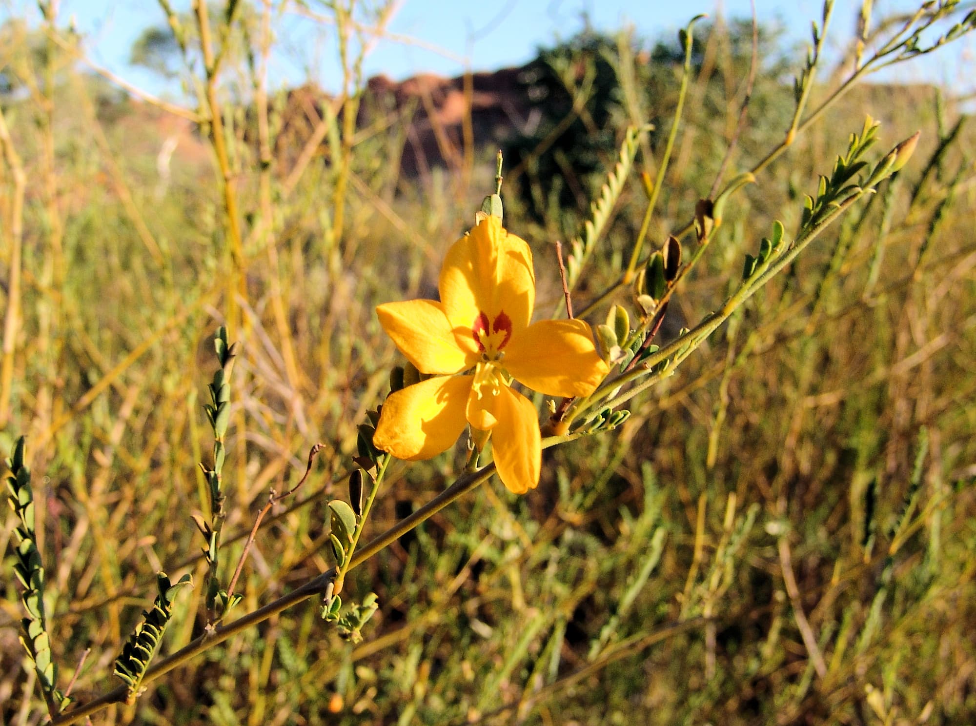 Butterfly Bush (Petalostylis cassioides), Kings Canyon