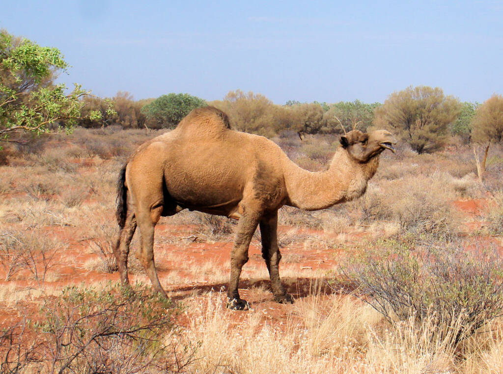 Camel (off the Lassetter Hwy at Uluru)