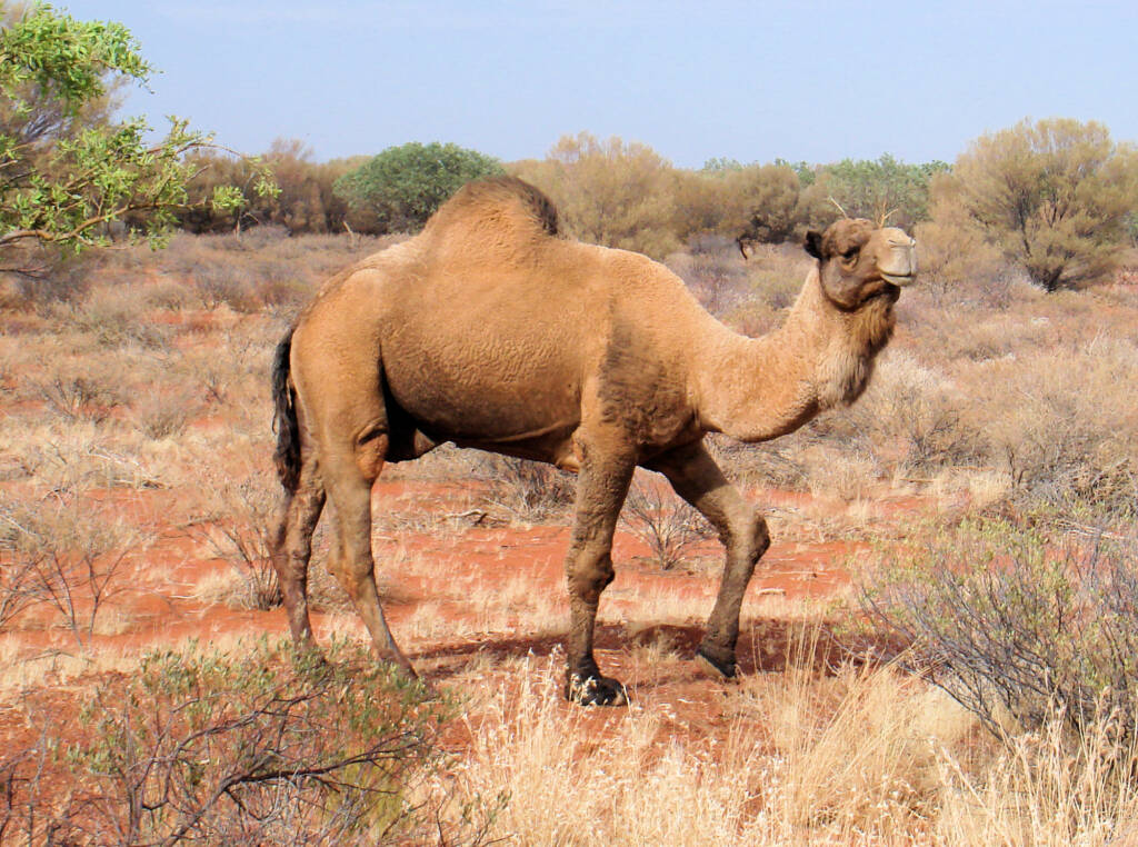 Camel (off the Lassetter Hwy at Uluru)