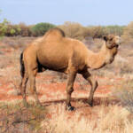 Camel (off the Lassetter Hwy at Uluru)