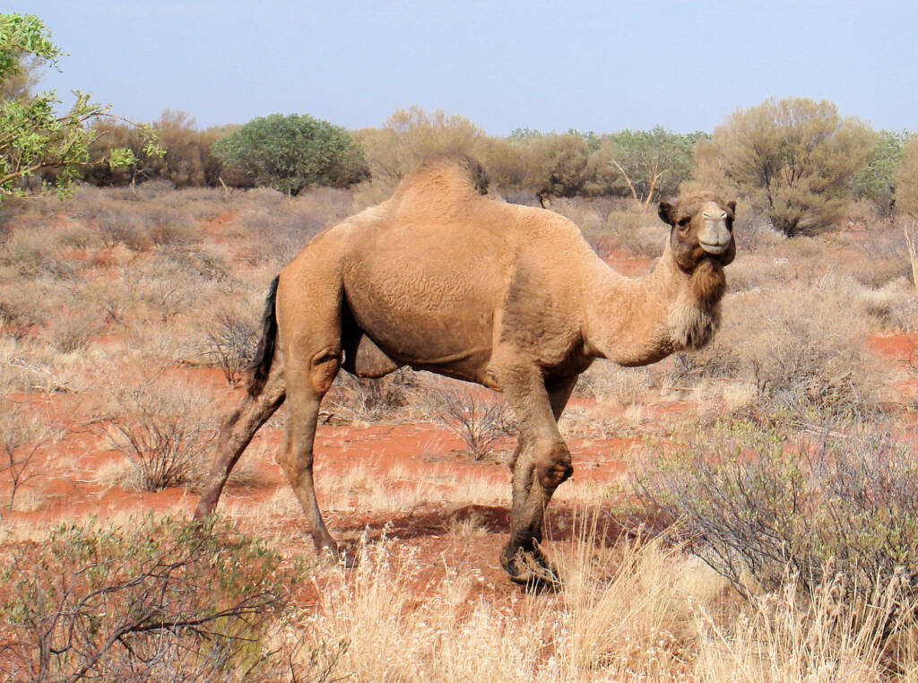 Camel (off the Lassetter Hwy at Uluru)