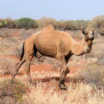 Camel (off the Lassetter Hwy at Uluru)