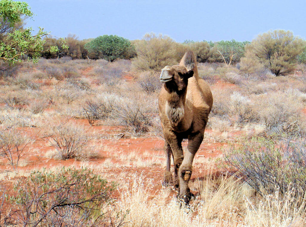 Camel (off the Lassetter Hwy at Uluru)