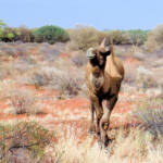 Camel (off the Lassetter Hwy at Uluru)