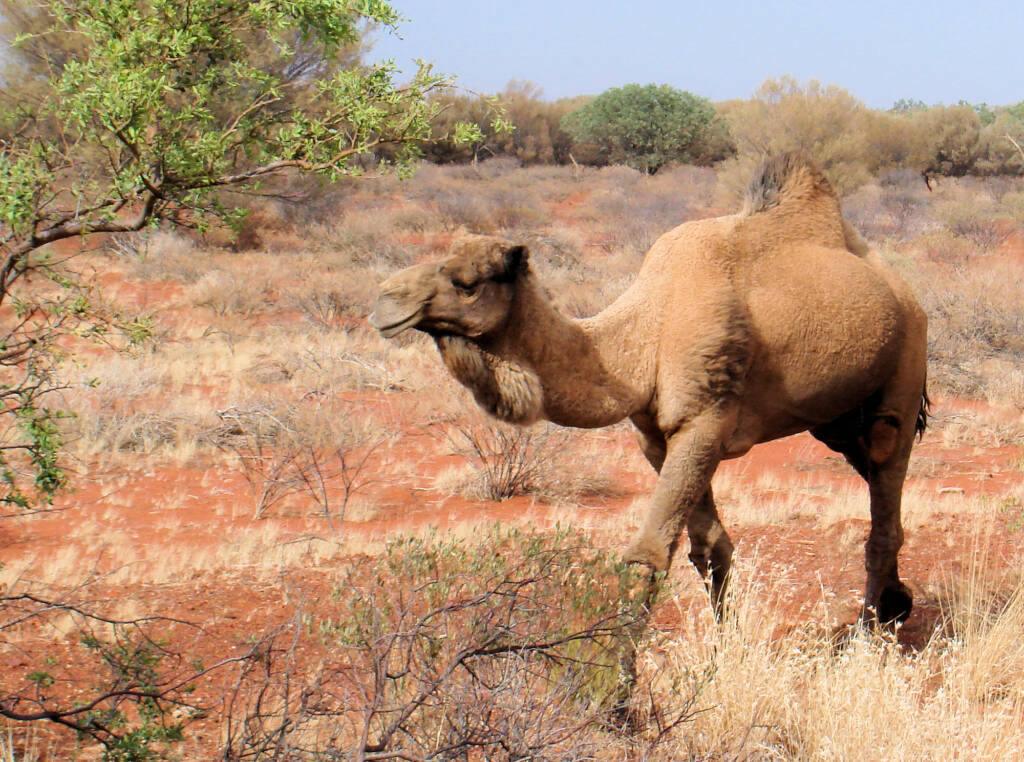 Camel (off the Lassetter Hwy at Uluru)