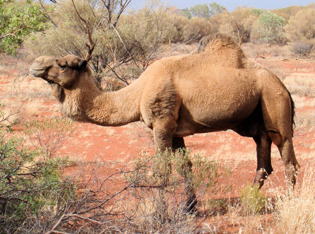 Camel (off the Lassetter Hwy at Uluru)
