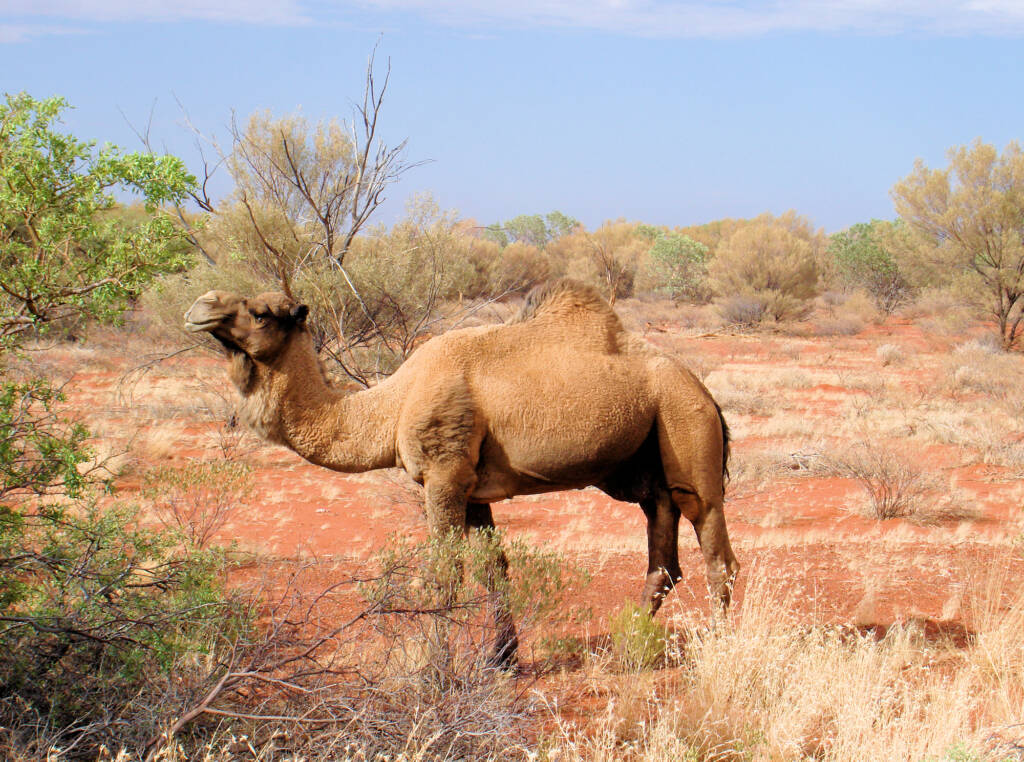 Camel (off the Lassetter Hwy at Uluru)