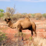 Camel (off the Lassetter Hwy at Uluru)