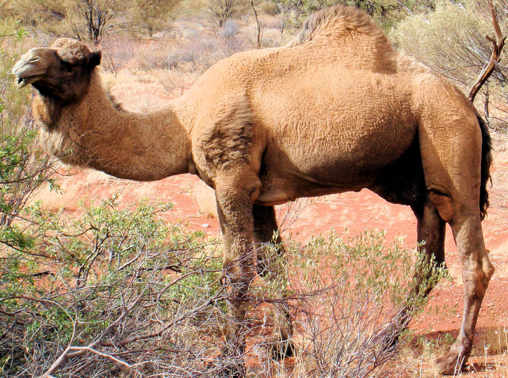 Camel (off the Lassetter Hwy at Uluru)