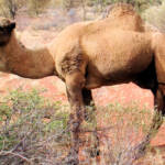 Camel (off the Lassetter Hwy at Uluru)