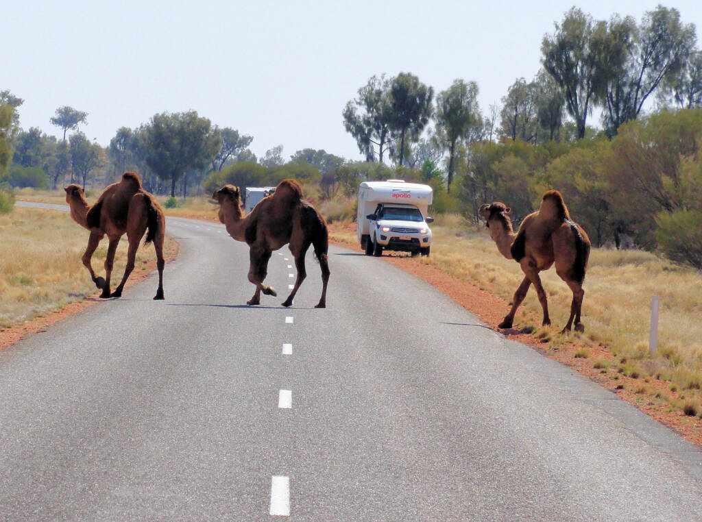 Camel (Lassetter Hwy at Uluru)