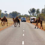 Camel (Lassetter Hwy at Uluru)