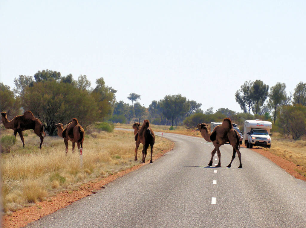 Camel (Lassetter Hwy at Uluru)