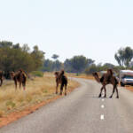 Camel (Lassetter Hwy at Uluru)